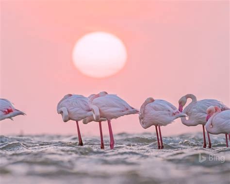 Bing Flamingo Wallpaper 的图像结果