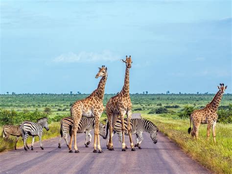 Best Time to Visit South Africa 2026 | Flamingo Transworld