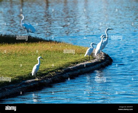 Many diverse bird species such as Great Blue Heron, Double-crested ...