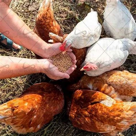 Biomass Pellet Macking Machine - Wood Pellet Mill Manufacturer from ...