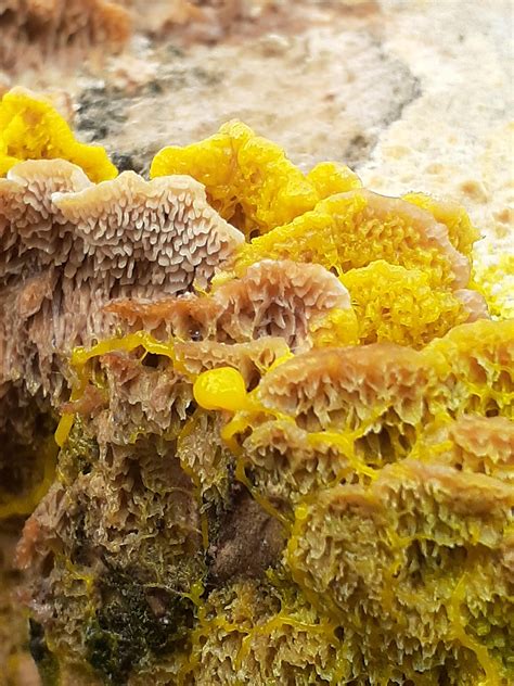 Came across some Plasmodial Slime Mold (maybe Fuligo Septica?) munching ...