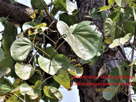 Medicinal Plant Details