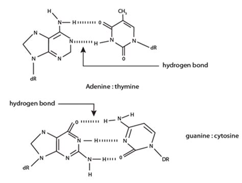 Figure 21.6B: DNA Base pairing by hydrogen bond