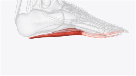 Premium Photo | Flexor digitorum brevis is the central muscle of the superficial layer of the ...