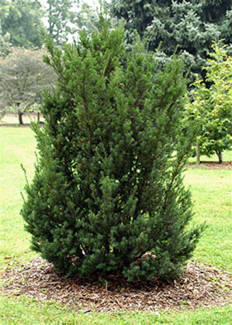 Japanese Yew Shrub
