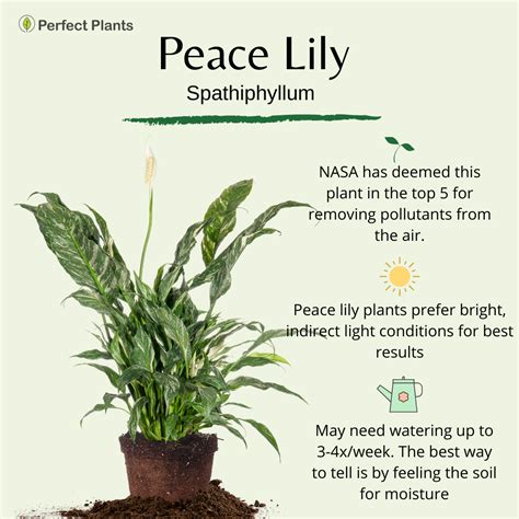 The Jet Diamond Peace Lily: A Guide to Growing and Caring for This ...