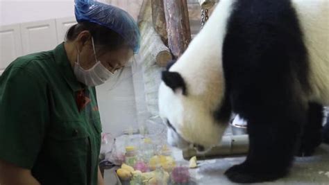 如何成为成都大熊猫基地的饲养员？ - 知乎