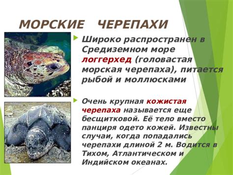 Презентация "Черепахи" - Биология - Презентации - 6 класс