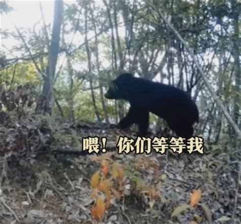 首次！重庆拍到黑熊一家三口林中漫步：准备偷袈裟？--快科技--科技改变未来