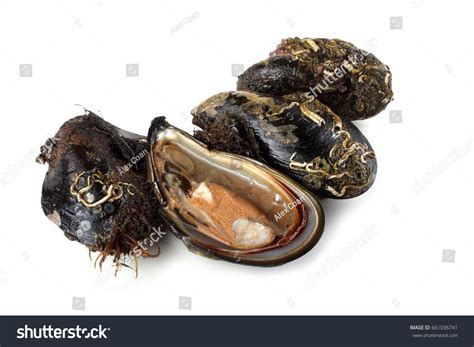 Image result for Is Mussel Is Bad When Is Open