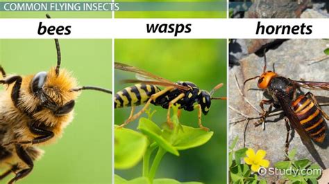 The Difference Between Hornets, Bees & Wasps - Video & Lesson ...