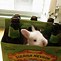 Image result for Cute Baby Rabbit Photos