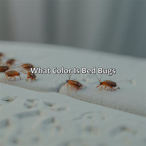Are Bed Bugs Red In Colour at Timothy Bottom blog