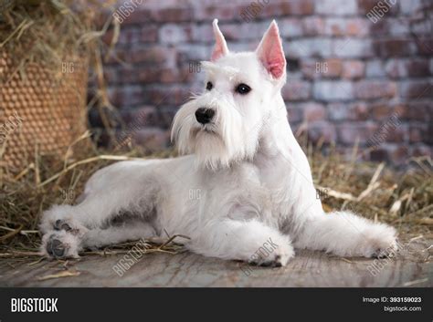 Miniature Schnauzer White
