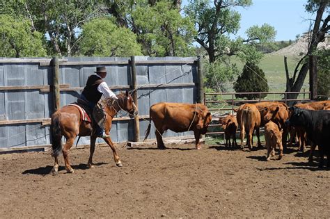 Image result for ranching