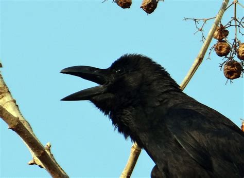 Free Images : branch, wildlife, beak, fauna, rook, vertebrate, raven ...