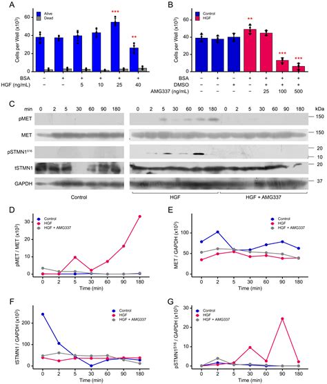 Stathmin Serine 16 Phosphorylation Is a Key Regulator of Cell Cycle ...