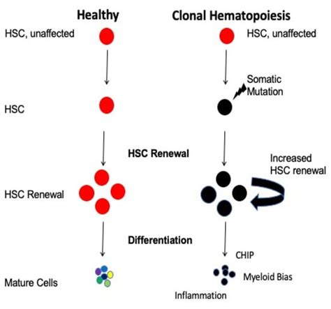 Homing and Engraftment of Hematopoietic Stem Cells Following ...