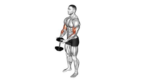 10 Effective Exercises Long Head Bicep For Sculpted Peaks - Workout Guru