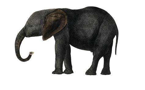 Image result for Python Elephant