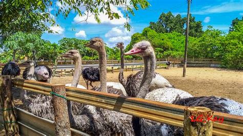 Desaru Ostrich Farm (Kota Tinggi District) - 2021 What to Know Before ...