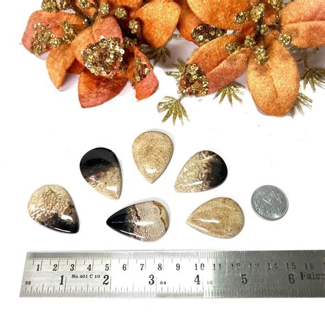 Shop Genuine Petrified Palm Root Cabochon Online - Talk To Crystals