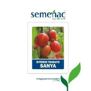 SEMENAC SANYA HYBRID TOMATO SEEDS (SQUARE ROUND) Online - BigHaat.com ...