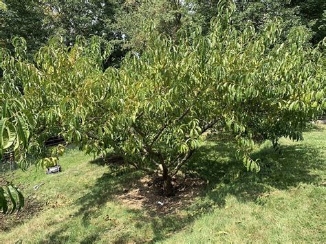 Image result for Tree Crown Rot