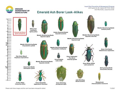 Green Beetle Identification