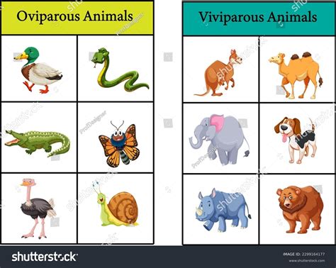 Viviparous And Oviparous Animals Reproduction In Animals The Evolution