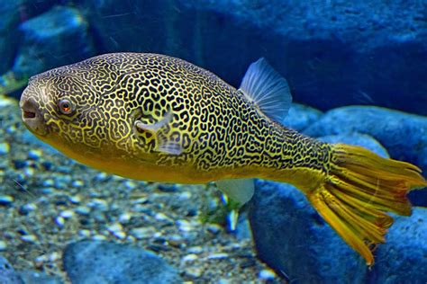 Image result for Puffer Fish Fun Facts