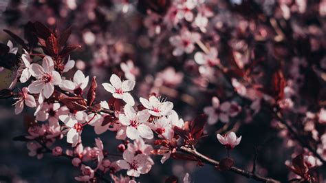 Download wallpaper 2560x1440 sakura, flowers, branches, bloom, tree ...