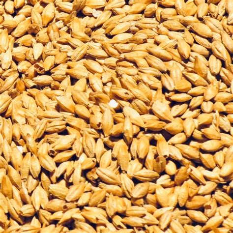 Organic Barley Grain (Jau) (जौ) – Mittal Organics