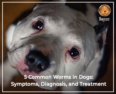 5 Common Worms in Dogs: Symptoms, Diagnosis and Treatment
