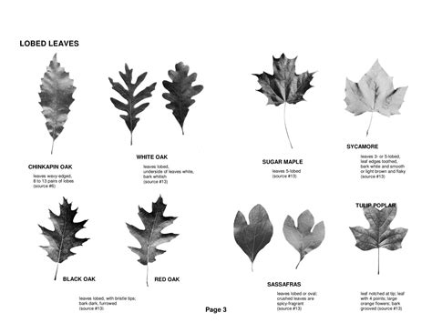 Tree 的图像结果