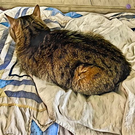 Why Cats Stack the Squishy is about feline sensitivity. - Way of Cats