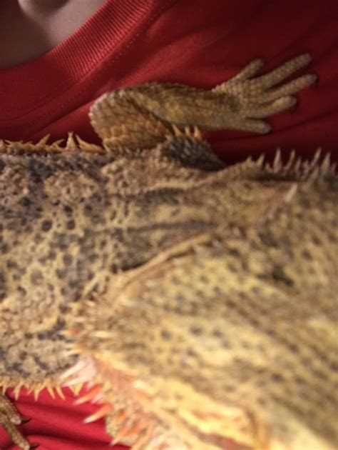 Bearded Dragon Bite Mark