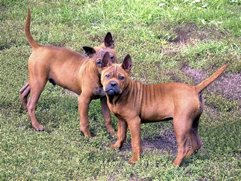 Chinese Chongqing Dog - A Rare Breed and the History