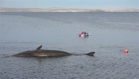 Image result for Sperm Whale Exploding