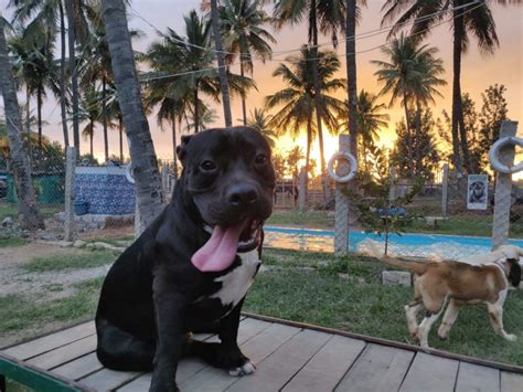 Pet grooming services in your city that will pamper your pets silly