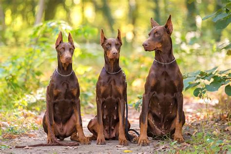 Brown Doberman: Breed Info, Pictures, Genetics & Facts