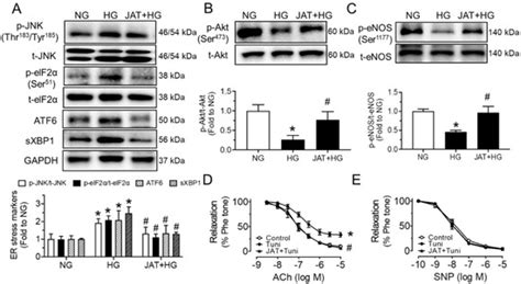 Jatrorrhizine Improves Endothelial Function in Diabetes and Obesity ...