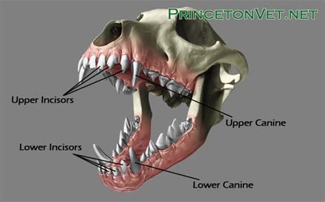 https://www.dogica.com/DOG/videos/dog-incisors-and-canines.jpg