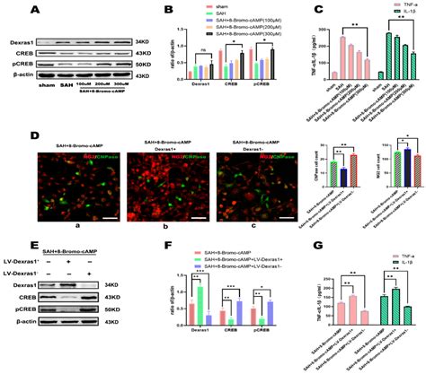 Dexras1 Induces Dysdifferentiation of Oligodendrocytes and Myelin ...