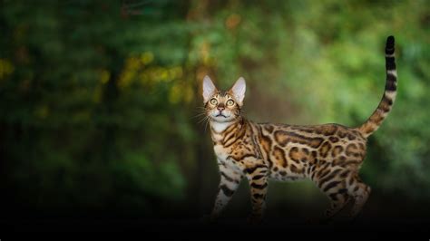 Hypoallergenic Bengal Kittens Available for Sale | Delivery to USA & Canada