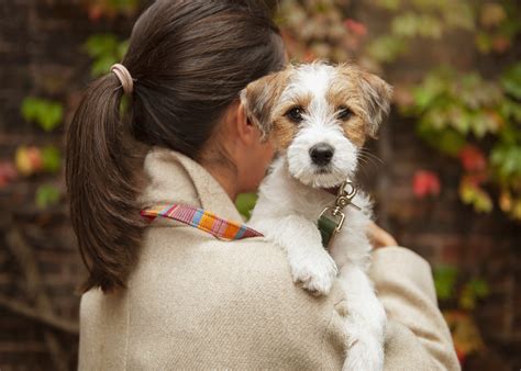 Meet: The Parson Jack Russell Terrier - Breeds - tails.com