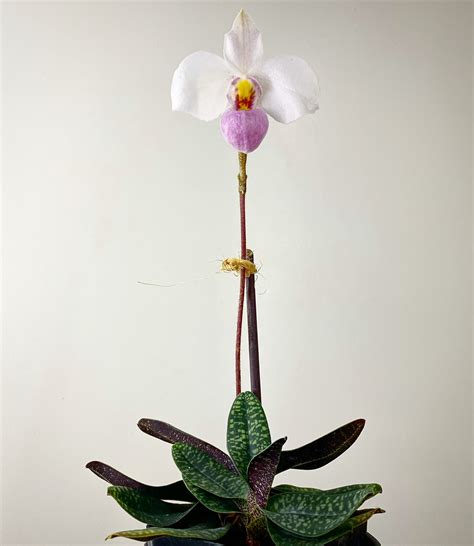 Ep. 67 - Jewel Orchids — Plant Daddy Podcast