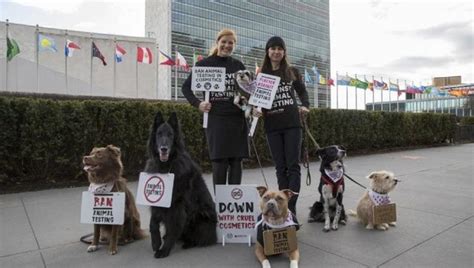 All In The Woof! These Dogs Are Protesting At UN Headquarters Calling ...