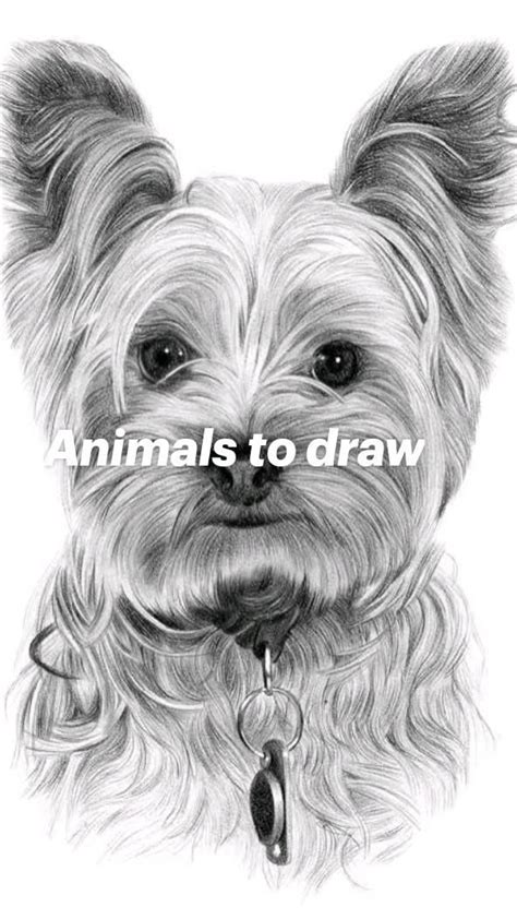 Image result for Fun to Draw Animals