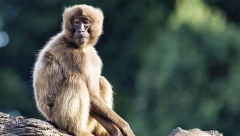 Monkeys spreading malaria in Malaysia! | Science & Environment News ...